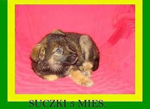 3miesięczne,docelowo średnie,suczki ADOPCJA, mało