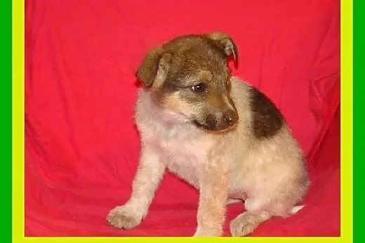 3miesięczne,docelowo średnie,suczki ADOPCJA,  mało