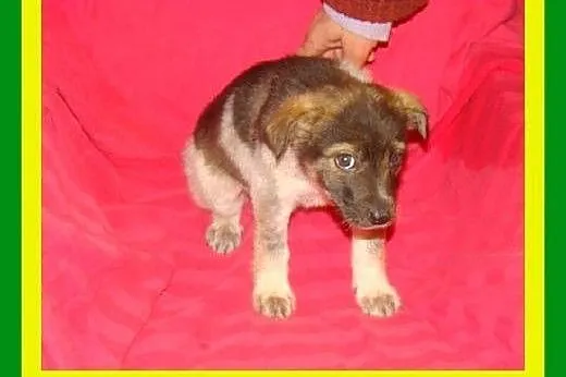 3miesięczne,docelowo średnie,suczki ADOPCJA,  mało