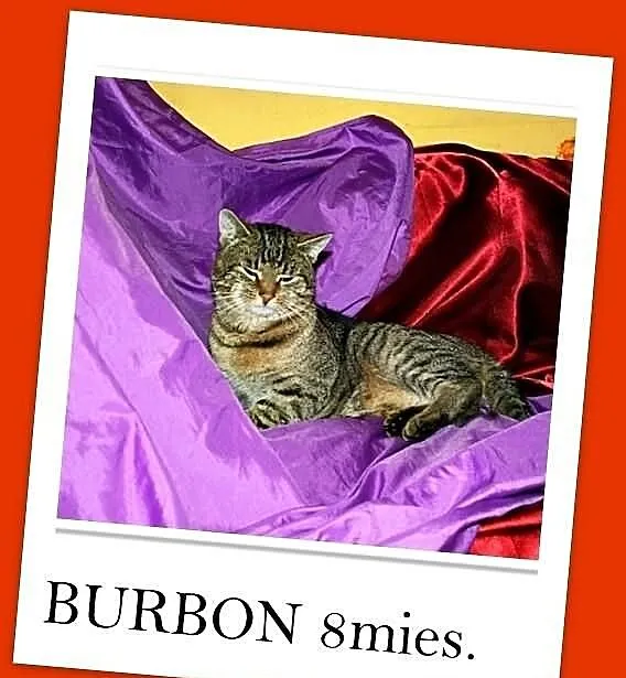 BURBON-brytyjski mix,młody 8mies.przyjazny,kastrow
