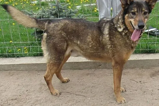 TOBI Szuka Fajnej Pani Lub Pana :),  mazowieckie Warszawa, Mazowieckie, Warszawa