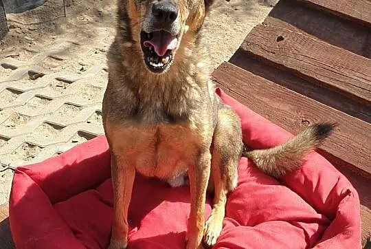 TOBI Szuka Fajnej Pani Lub Pana :),  mazowieckie Warszawa, Mazowieckie, Warszawa