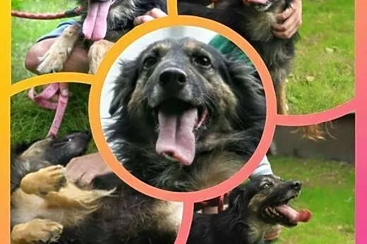 Tinka piękna i mądra sunia marzy o wspaniałym domk