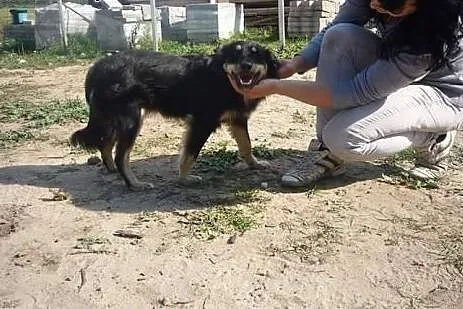 Tinka piękna i mądra sunia marzy o wspaniałym domk