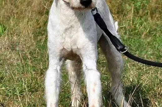 Przytul Skipka :),  warmińsko-mazurskie Olsztyn