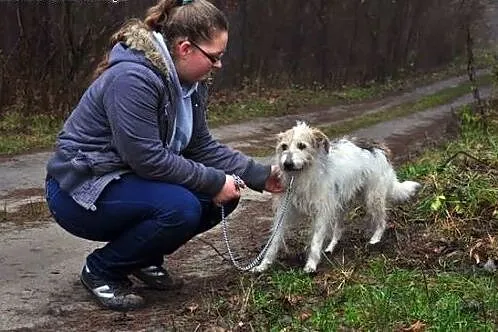 Przytul Skipka :),  warmińsko-mazurskie Olsztyn