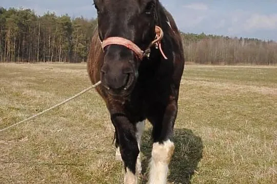 Sprzedam kuca