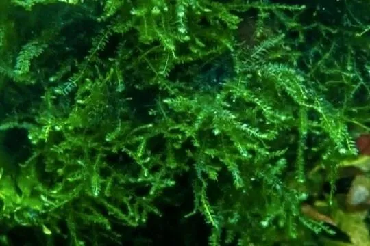 Mech akwariowy moss, Świętokrzyskie, Pińczów