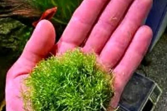 Mech akwariowy moss, Świętokrzyskie, Pińczów