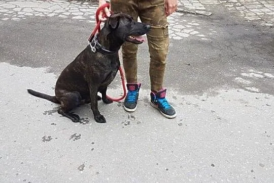 Rex czeka na swojego człowieka, Śląskie, Rybnik