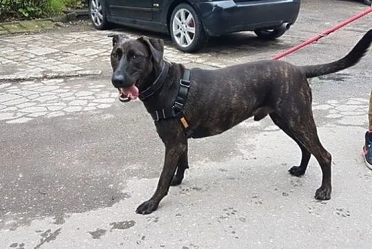 Rex czeka na swojego człowieka, Śląskie, Rybnik