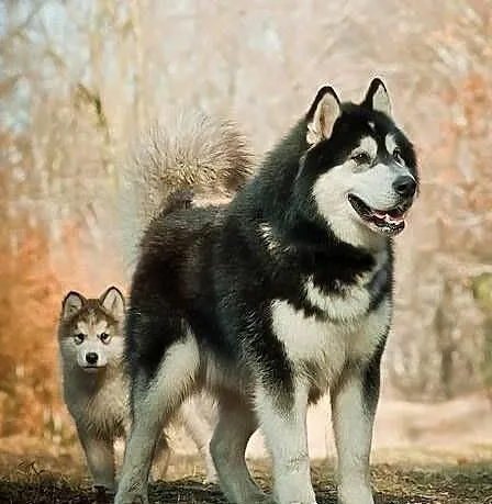 Rodowodowe szczenięta Alaskan Malamute
