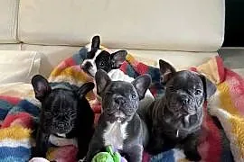 Buldog francuski