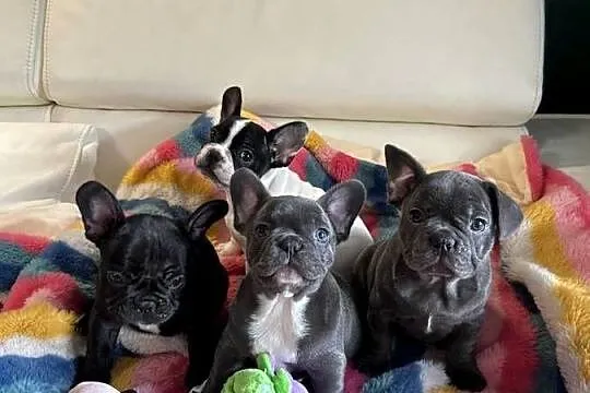 Buldog francuski, Śląskie, Dąbrowa Górnicza