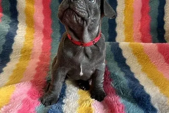 Buldog francuski, Śląskie, Dąbrowa Górnicza