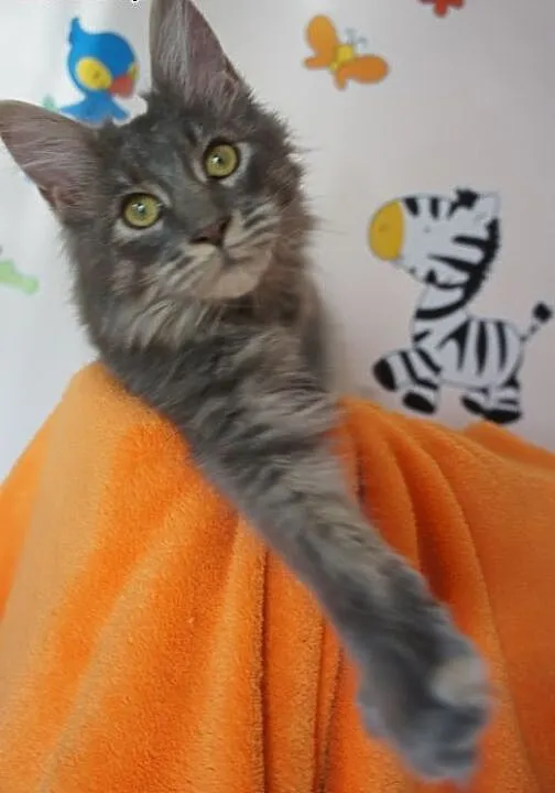 Gotowe do odbioru kocięta MAINE COON, Koty maine