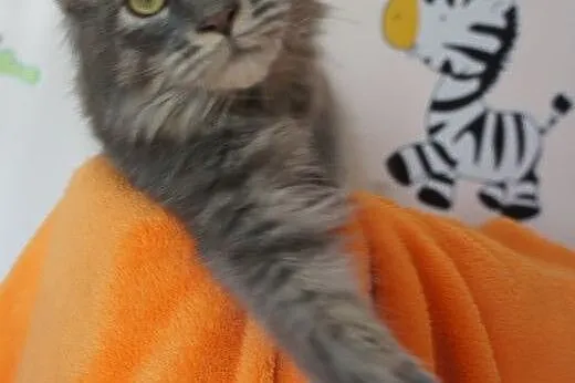Gotowe do odbioru kocięta MAINE COON,  Koty maine 