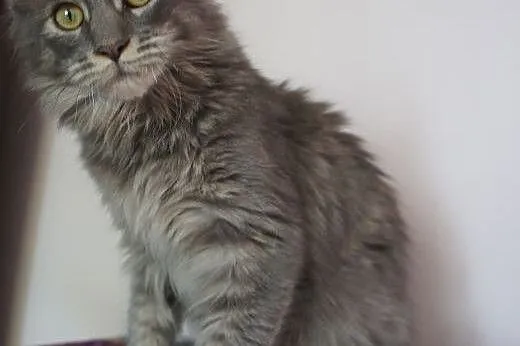Gotowe do odbioru kocięta MAINE COON,  Koty maine 