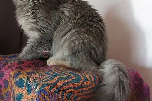 Gotowe do odbioru kocięta MAINE COON,  Koty maine 