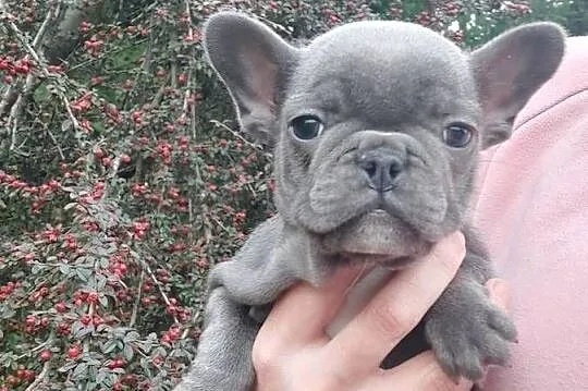 Buldog francusk przesliczna suczka blue gotowa do pokochania