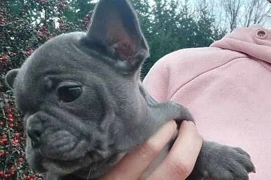 Buldog francusk przesliczna suczka blue gotowa do pokochania, Lubuskie, Szprotawa