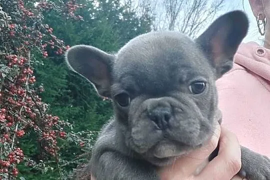 Buldog francusk przesliczna suczka blue gotowa do pokochania, Lubuskie, Szprotawa