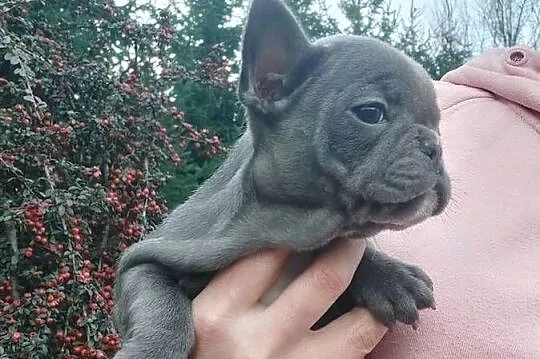 Buldog francusk przesliczna suczka blue gotowa do pokochania, Lubuskie, Szprotawa