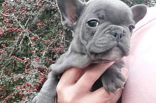 Buldog francusk przesliczna suczka blue gotowa do pokochania, Lubuskie, Szprotawa