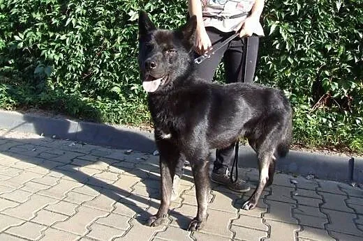 Wilk-młody mix owczarka,adopcja!!,  świętokrzyskie Kielce