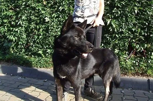 Wilk-młody mix owczarka,adopcja!!,  świętokrzyskie