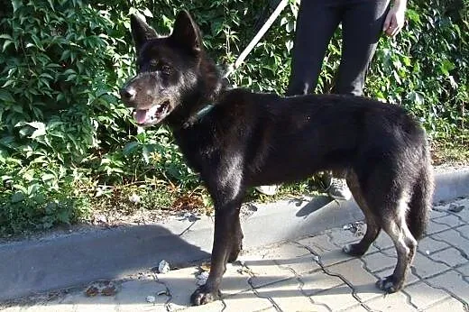 Wilk-młody mix owczarka,adopcja!!,  świętokrzyskie
