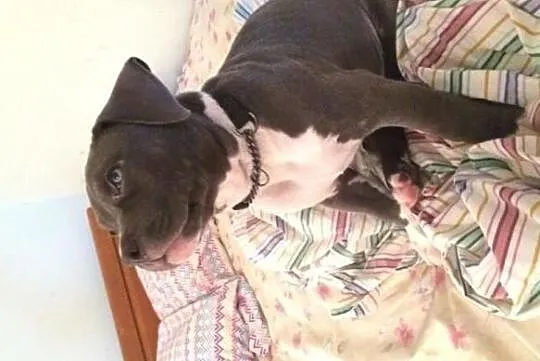 Pit Bull, Mazowieckie, Warszawa