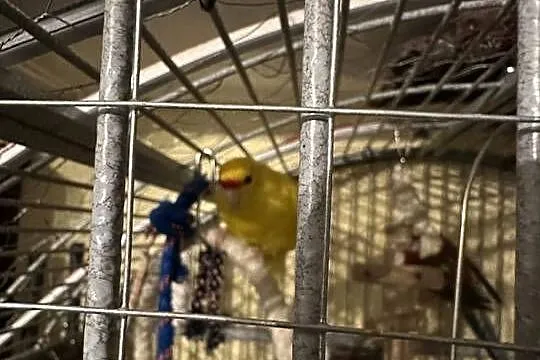 Modrolotki modrolotka koza cena za 3 szt, Kujawsko-pomorskie, Łabiszyn