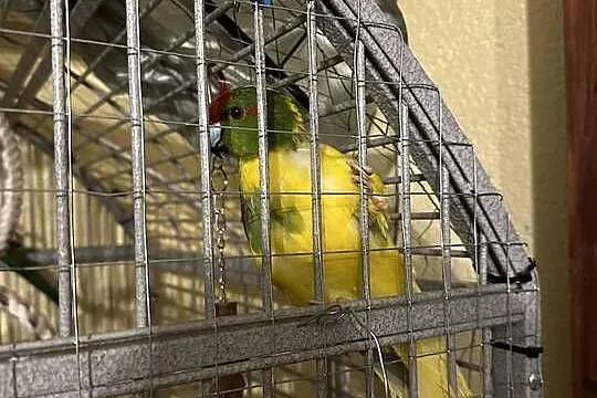 Modrolotki modrolotka koza cena za 3 szt, Kujawsko-pomorskie, Łabiszyn