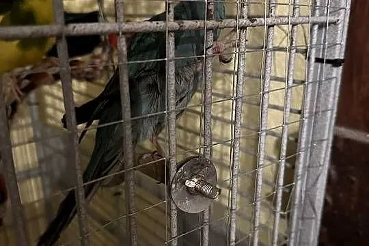 Modrolotki modrolotka koza cena za 3 szt, Kujawsko-pomorskie, Łabiszyn