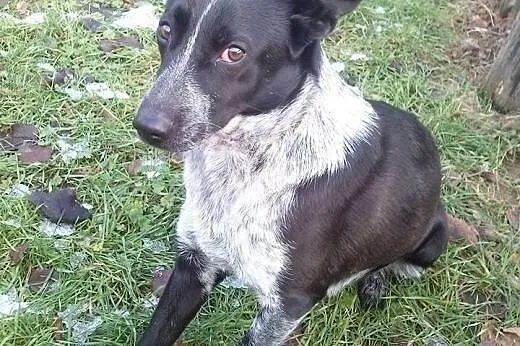 Sisi w typie pointera do adopcji,  Pinczer cała Polska
