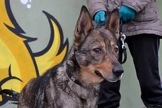 Śliczna Kaśka w typie owczarka szuka domu!