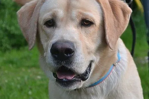 Max biszkoptowy labrador szuka domu,  śląskie Ruda Śląska