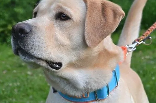 Max biszkoptowy labrador szuka domu,  śląskie Ruda