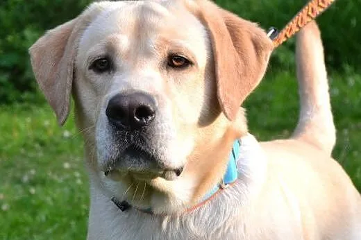 Max biszkoptowy labrador szuka domu,  śląskie Ruda