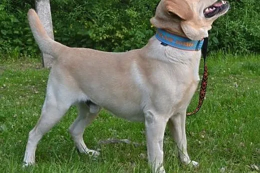 Max biszkoptowy labrador szuka domu,  śląskie Ruda