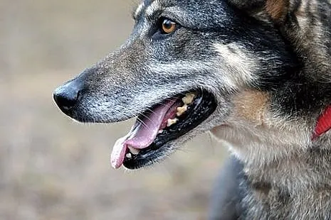 Laila - ten skarb czeka na Ciebie! :)