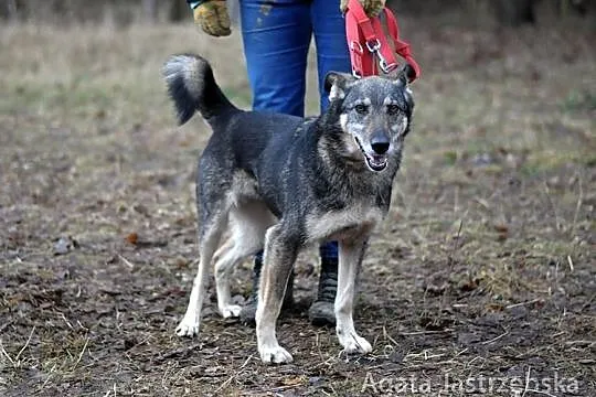 Laila - ten skarb czeka na Ciebie! :)