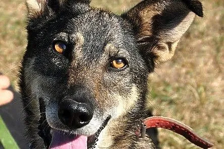 Laila - ten skarb czeka na Ciebie! :)