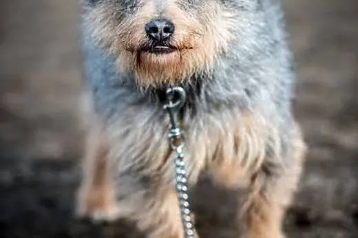 Spraw, by SCOOBY życie z człowiekiem polubił:),  m