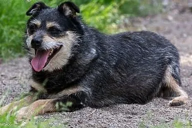 Niewielki Pędzelek szuka domku!,  mazowieckie Wars