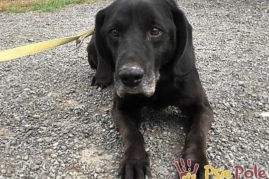 COSMA-GRZECZNY, spokojny psiak w typie labradora z dużym bagażem przeżyć-adopcja, Kraków, Małopolskie, Kraków
