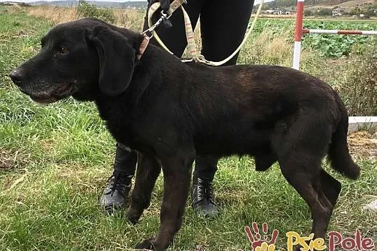 COSMA-GRZECZNY, spokojny psiak w typie labradora z, Kraków