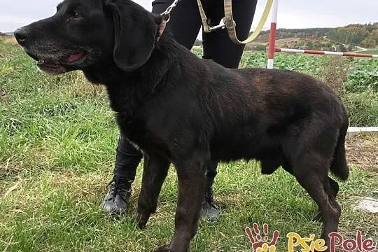 COSMA-GRZECZNY, spokojny psiak w typie labradora z dużym bagażem przeżyć-adopcja, Kraków, Małopolskie, Kraków