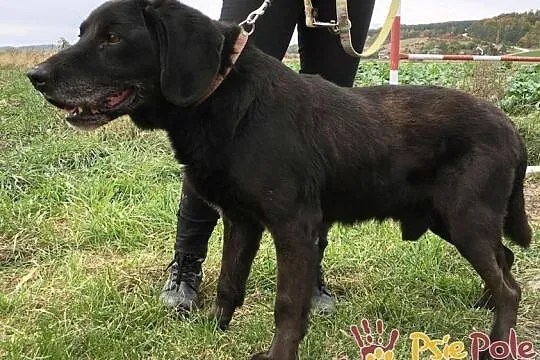 COSMA-GRZECZNY, spokojny psiak w typie labradora z dużym bagażem przeżyć-adopcja, Kraków, Małopolskie, Kraków